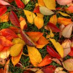 autumn_leaves-1920x1200